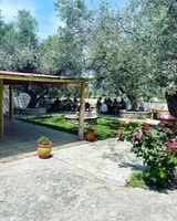 Classe de cuisine grecque dans un Olive Grove à Messinia - Housity