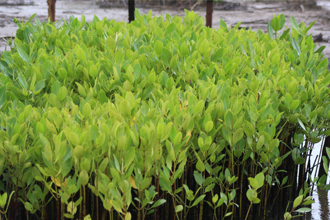 Bagek Kembar: Mangrove & Stingless Beekeeping Experience