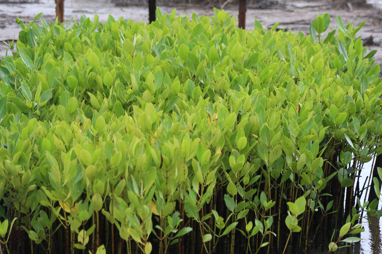 Bagek Kembar: Mangrove & Stingless Beekeeping Experience