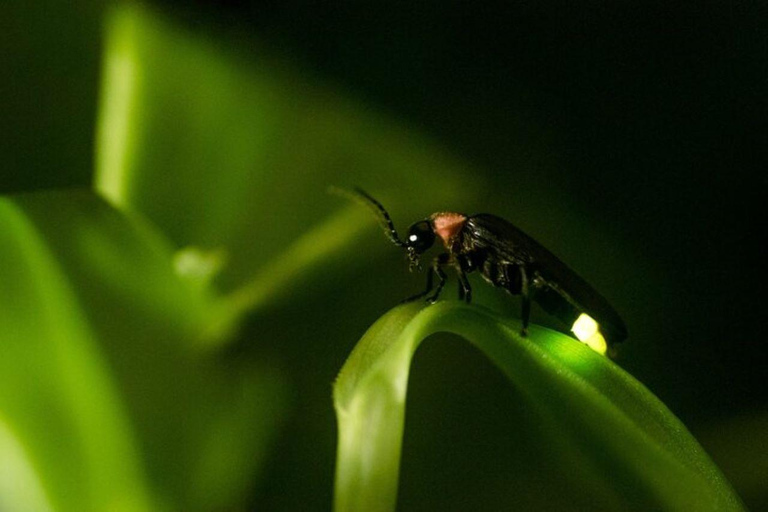 Excursion privée d&#039;une journée à Kuala Selangor Firefly au départ de Kuala Lumpur