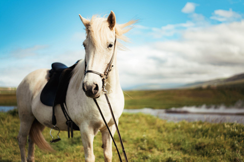 Reykholt: Icelandic Horses & Stable Visit