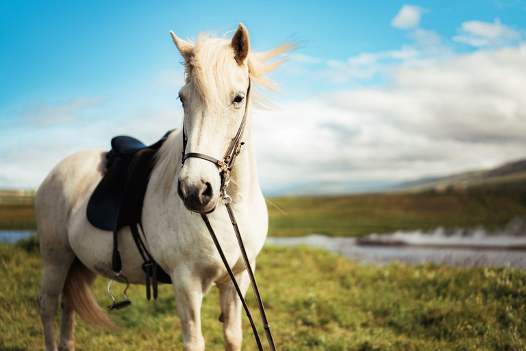Reykholt: Icelandic Horses & Stable Visit