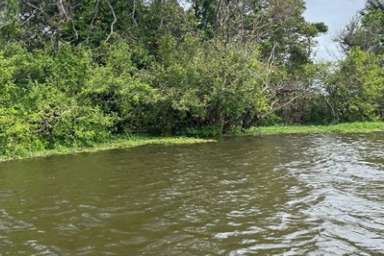 Jari Canal and Flavors of Vitória-Régia: Amazon River Experience
