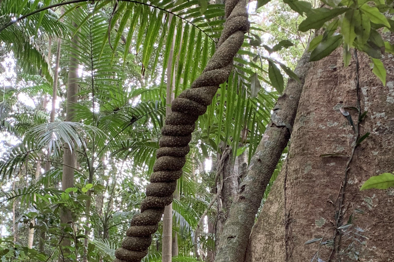 Glass House Mountains & Rainforest Day Tour from Brisbane