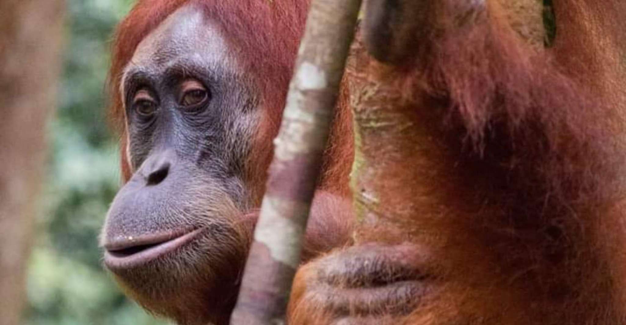 Orangutan Trip, Entdeckung der Tierwelt im Dschungel - Hizvo