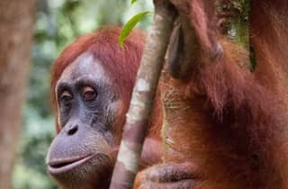 Sumatra: 3-tägiges einzigartiges Dschungelerlebnis & Erkundung der Tierwelt