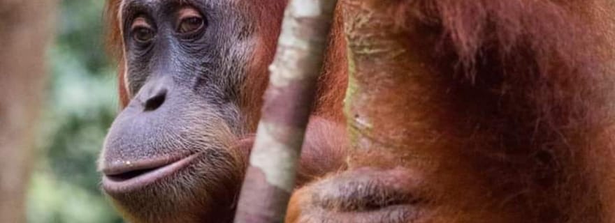 Sumatra : expérience unique de 3 jours dans la jungle et découverte de la faune sauvage
