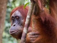 Orangutan Trip, Esplorare la fauna selvatica nella giungla - Hizvo