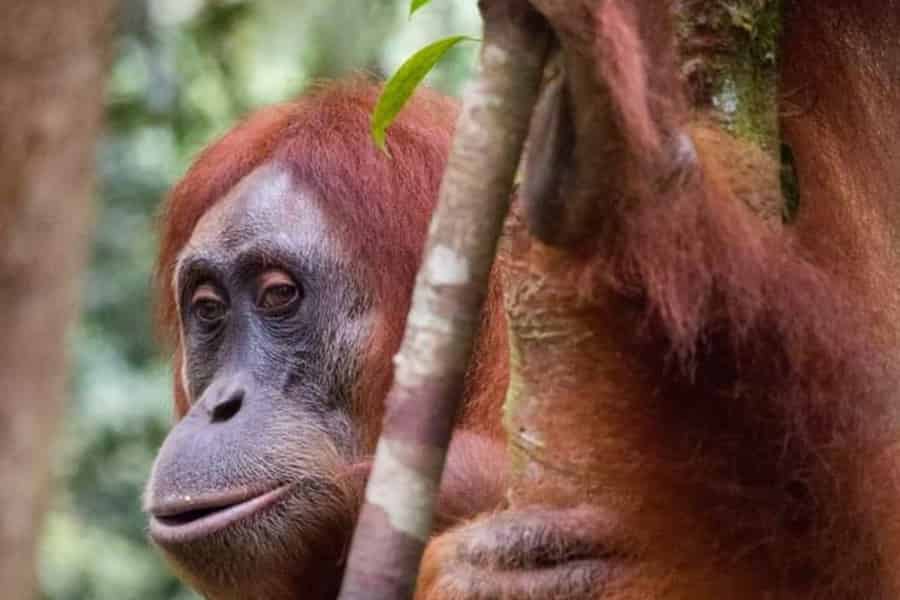 Sumatra: 3-tägiges einzigartiges Dschungelerlebnis & Erkundung der Tierwelt. Foto: GetYourGuide