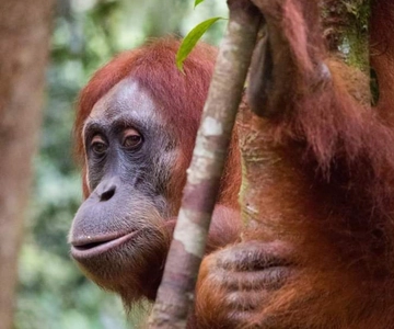Sumatra: 3-Day Unique Jungle Experience & Exploring Wildlife