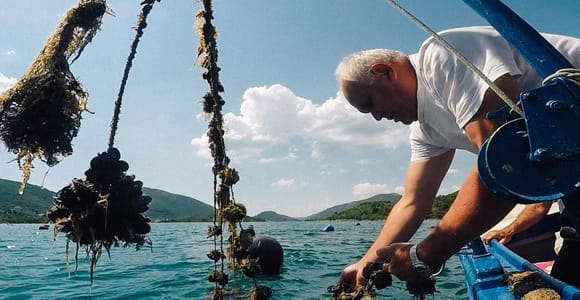 From Dubrovnik: Peljesac Peninsula Oyster & Wine Tour