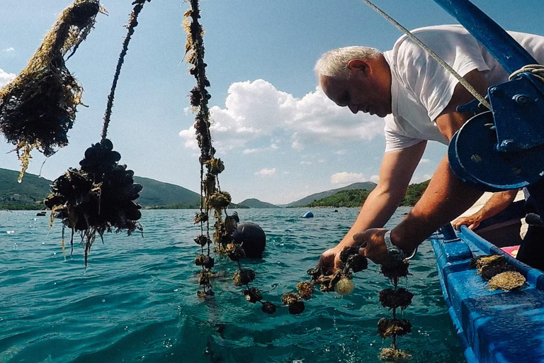 From Dubrovnik: Peljesac Peninsula Oyster & Wine Tour