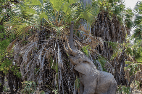 Von Sansibar: 3-tägige Selous-Safari, Bootstour &amp; Besuch bei den MaasaiAll-Inclusive: 3-Tages-Safari, Bootsfahrt und Busch-Wanderung