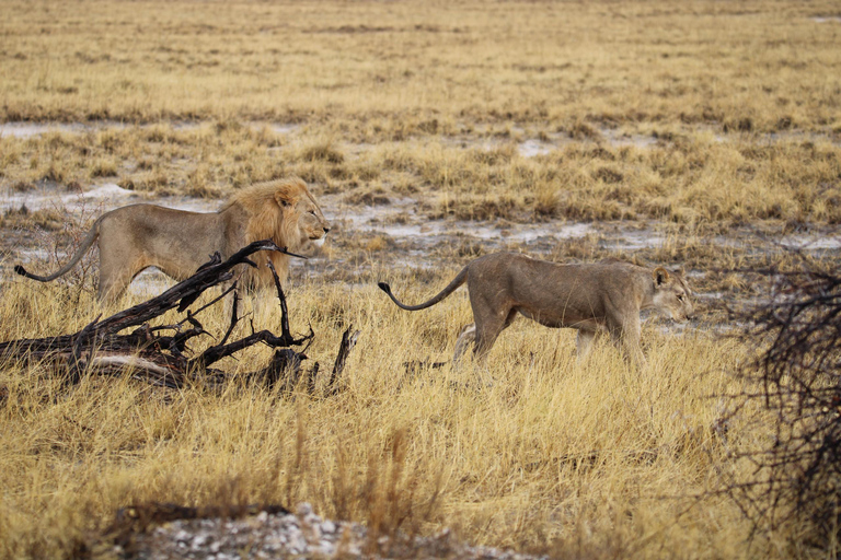 Windhoek: 3-Day Guided Safari in Etosha with Lodge