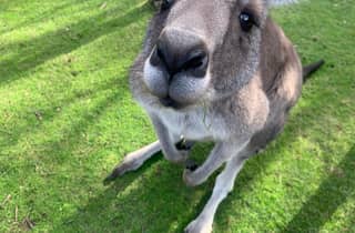 Melbourne: Moonlit Sanctuary und Brighton Beach Boxes Tour