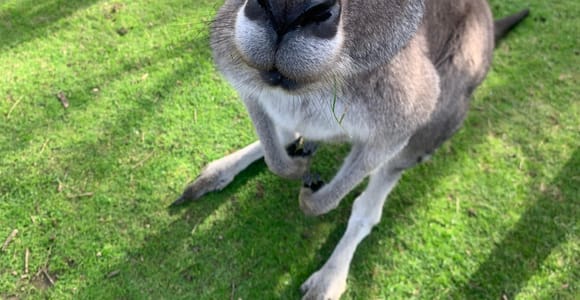 Melbourne: Moonlit Sanctuary and Brighton Beach Boxes Tour