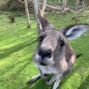 Melbourne: Moonlit Sanctuary and Brighton Beach Boxes Tour