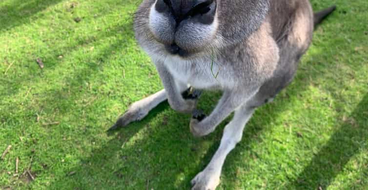 Melbourne: Moonlit Sanctuary and Brighton Beach Boxes Tour