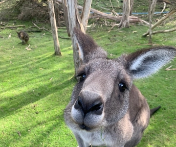 Melbourne: Moonlit Sanctuary and Brighton Beach Boxes Tour