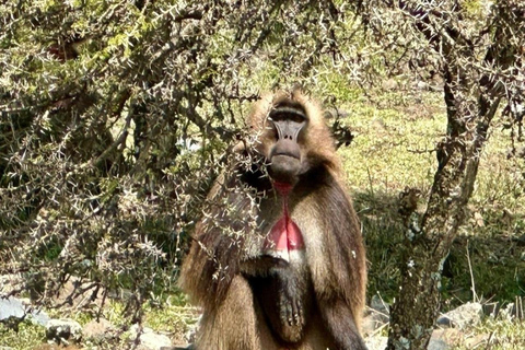 From Addis Ababa: 3-Day Wenchi Lake & Debre Libanos Tour