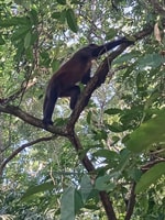 Kanalführung im Nationalpark Tortuguero - Hizvo