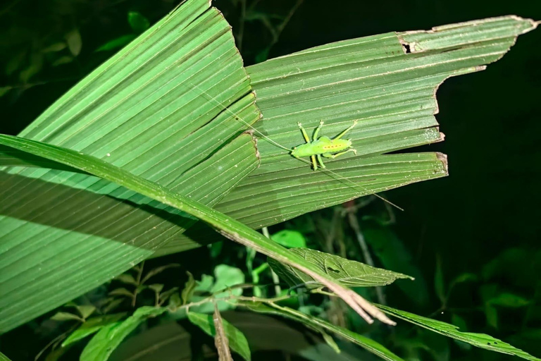 Manuel Antonio Jungle Night Tour