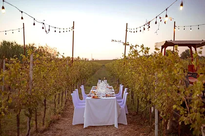 Romantisches Abendessen im Weinberg des Weinguts Poggio ai Laghi