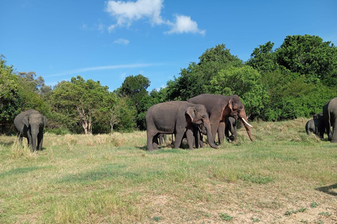 Minneriya: Morning Jeep Safari with Hotel Pickup and Drop-of