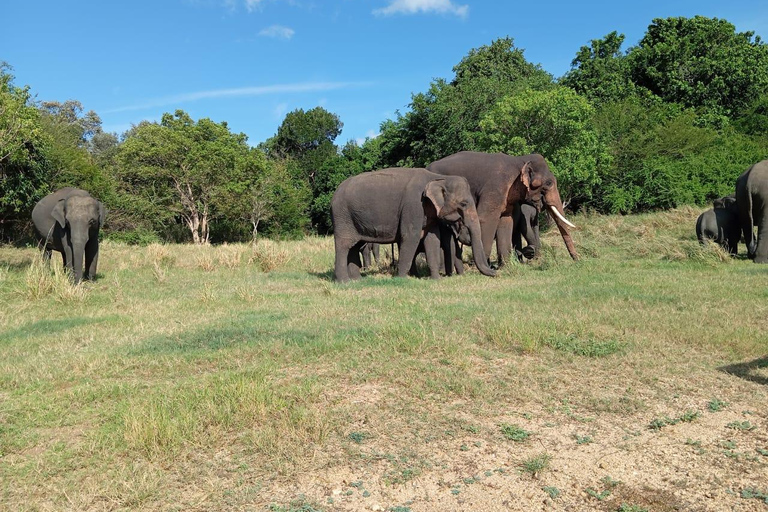 Minneriya : Safari matinal en jeep avec prise en charge à l&#039;hôtel