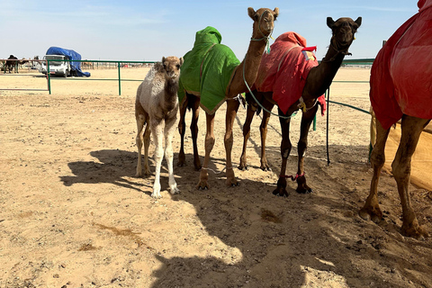 Safári de luxo com pernoite no deserto em Salalah