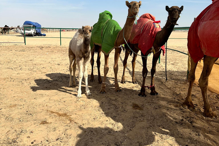 Lyxig ökensafari med övernattning i Salalah