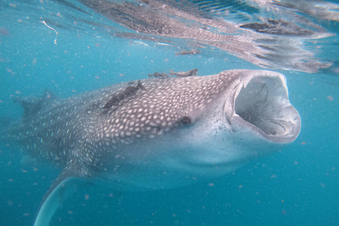 Small group Whale Shark snorkeling in La Paz, BCS, Mexico