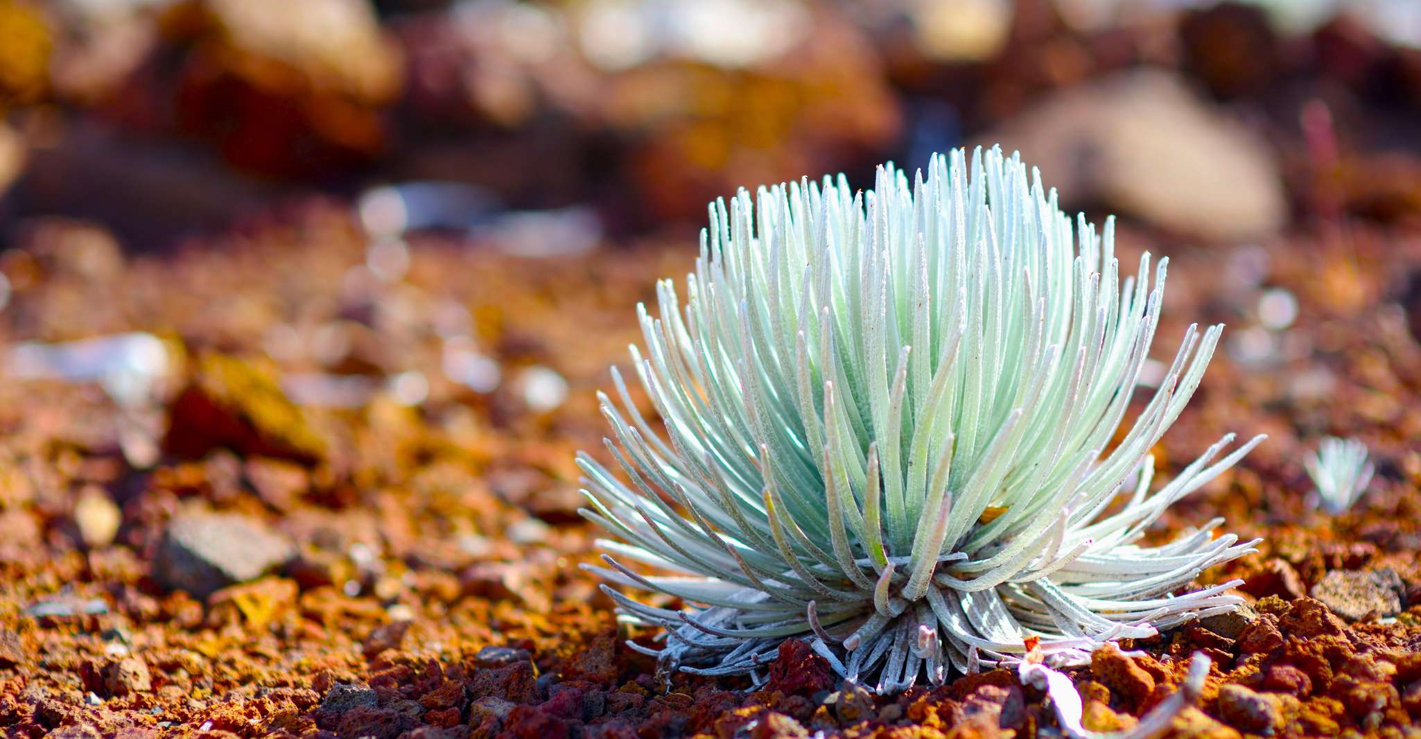 Maui, Haleakala Sunset and Stargazing Tour with Dinner - Housity
