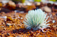 Maui, Haleakala Sunset et Stargazing Tour avec dîner - Housity