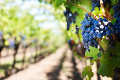 Tirana: Petrela Castle, ATV, Zipline, and Wine Tasting Tour