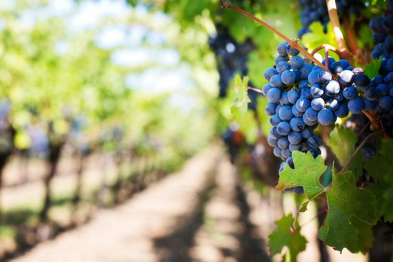 Tirana: Petrela Castle, ATV, Zipline, and Wine Tasting Tour