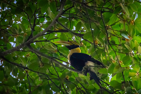 Langkawi: Secrets of the Sanctuary- A Gentle Rainforest Walk