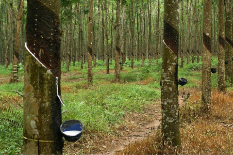 Kochi: 7-Day Kerala Private Tour with Houseboat Stay