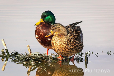 Ebro Delta: Birding and Bird Photography in a Van