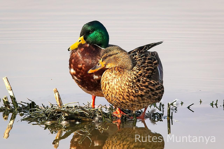 Ebro Delta: Birding and Bird Photography in a Van