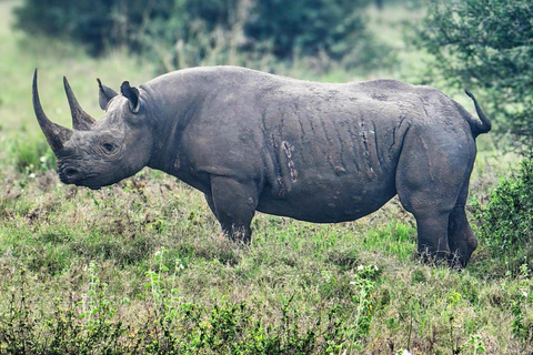 Nairobi National Park Guided Game Drive