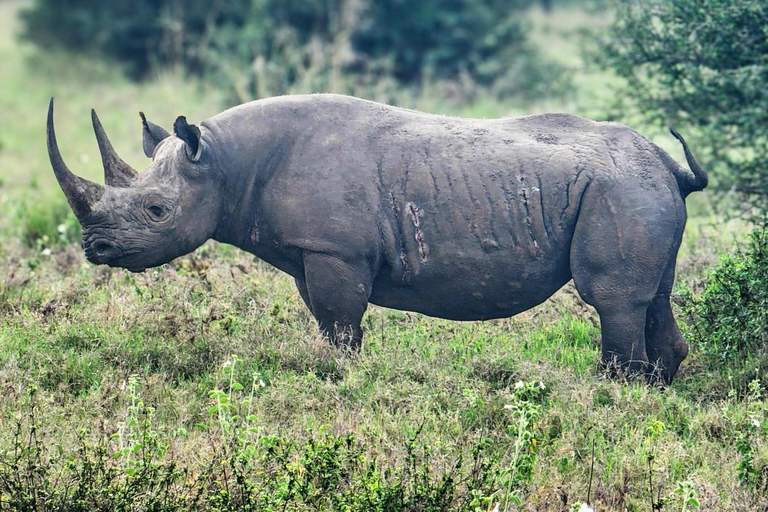 Nairobi National Park Guided Game Drive