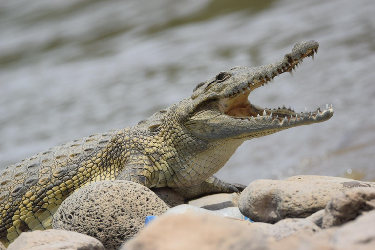 Addis Abeba: 2-tägige Wildtiersafari im Awash-Nationalpark