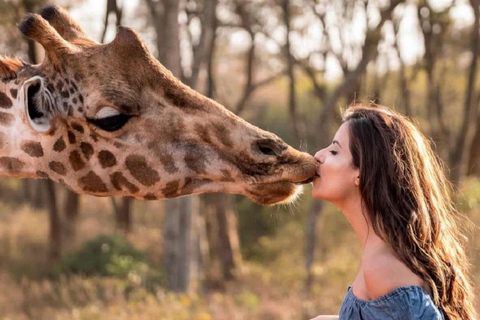 Parque nacional de Nairóbi, orfanato de elefantes, Giraffe Center.Parque de elefantes de Nairóbi, centro de girafas, passeio pelo Museu Blixen