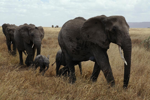 2-DNIOWE SAFARI LOTNICZE Z ZANZIBARU DO NYERERE