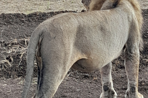 Przejażdżka safari w Parku Narodowym Nairobi. Bezpłatne zdjęcie / odbiór z lotniska