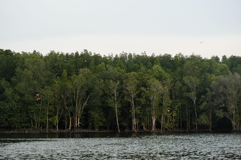 Langkawi : visite privée de 2 heures dans la mangrove avec transfert depuis l&#039;hôtelGroupe de 6 personnes (par bateau)