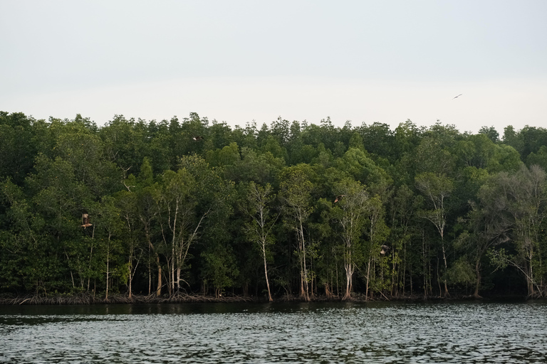Langkawi : visite privée de 2 heures dans la mangrove avec transfert depuis l&#039;hôtelGroupe de 6 personnes (par bateau)