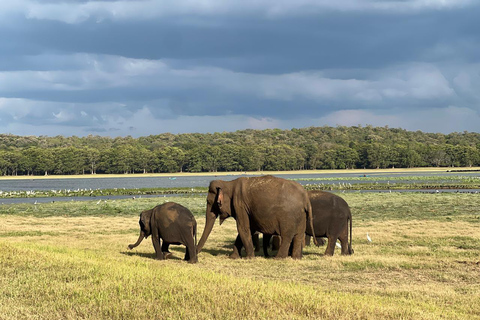 Minneriya : Safari privé en jeep dans le parc national de Minneriya