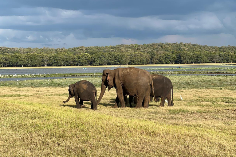 Minneriya : Safari privé en jeep dans le parc national de Minneriya